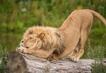 Цитаты о знаке зодиака лев Самые лучшие цитаты о характере львов
